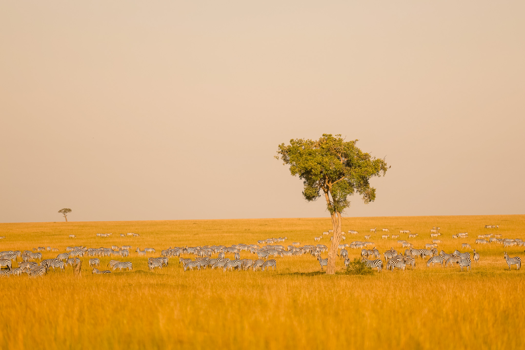 The Savannah Light - Masai Mara
