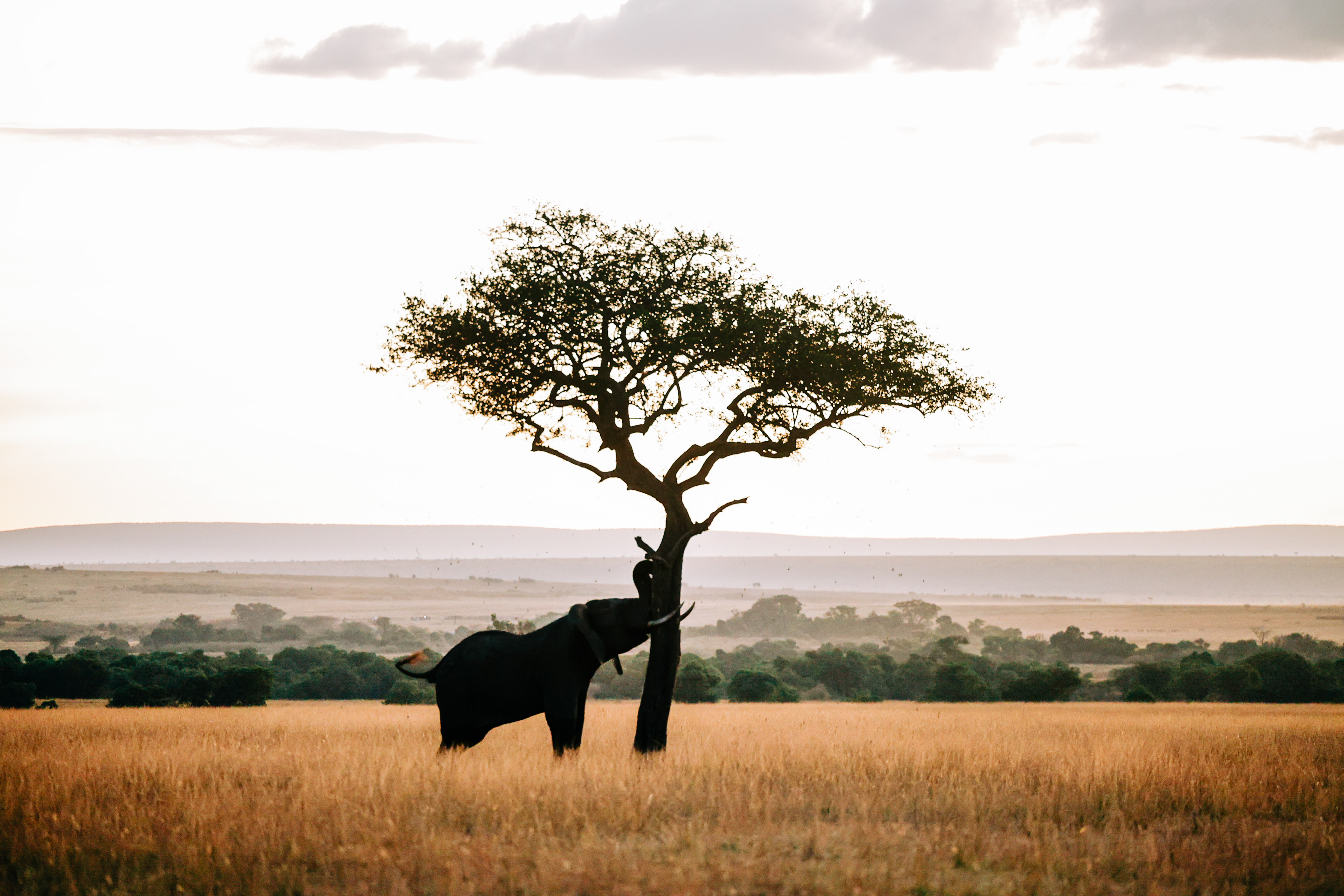 Fine Art Silhouette Masai Mara